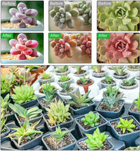 Load image into Gallery viewer, Grow Lights Plant Light for Indoor Plants-5 Heads
